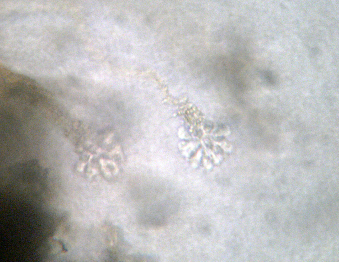 Anthophysis vegetans